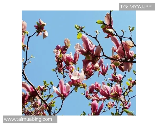 藏族美女与足球明星的浪漫爱情故事在草原上绽放出绚丽的花朵